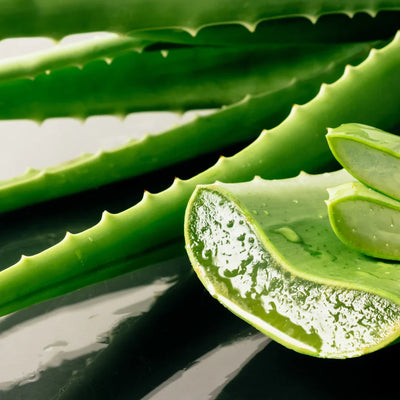 Aloe Vera Leaf