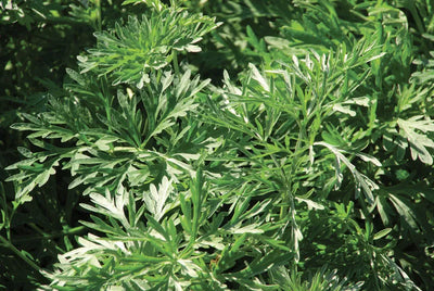 Wormwood Leaf